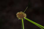 Cuban bulrush